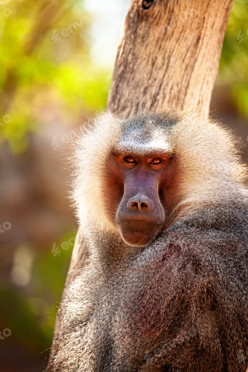 Preview: Closeup of a male Hamadryas baboon looking at the camera