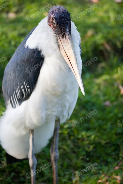 Preview: Marabou stork(Leptoptilos crumeniferus)