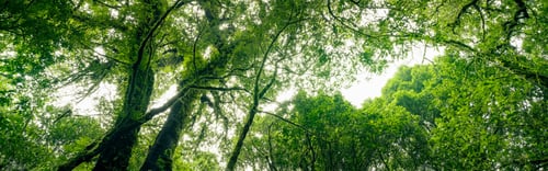Preview: Green tree forest with sunlight through green leaves. Natural carbon capture and carbon credit