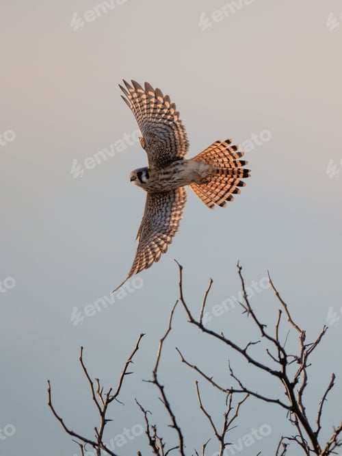 Preview: Common kestrel gliding over a barren tree branch, set against a sky background