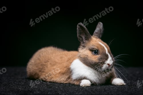 Preview: Cute rabbit resting on dark surface with focused gaze and soft fur texture