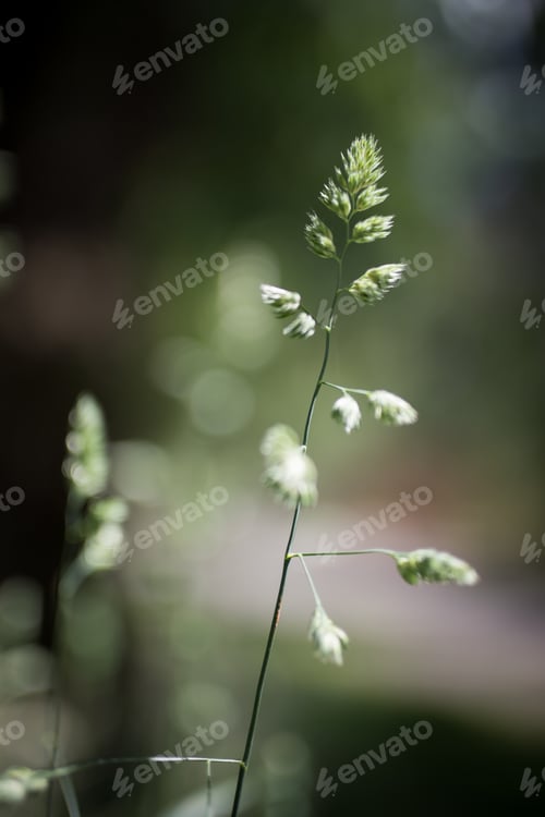 Preview: Green