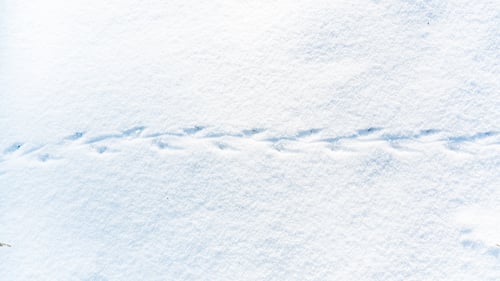 Preview: Bird tracks in the snow