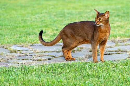 Preview: An orange Abyssinian cat standing in the garden