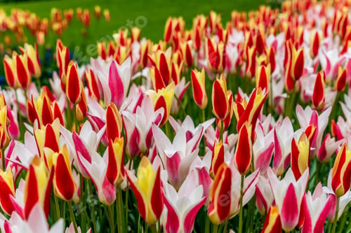 Preview: Multicolor tulips Amsterdam