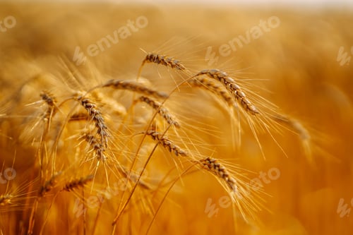 Preview: Sunset wheat golden field in the evening. Growth nature harvest. Agriculture farm.