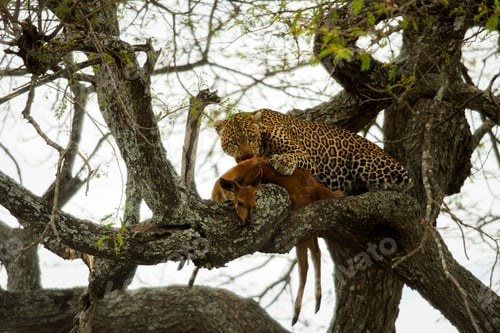 Preview: Leopard in a tree with its prey, Serengeti, Tanzania, Africa