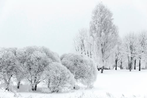 Preview: Frosty Winter Scene with Trees and Snow