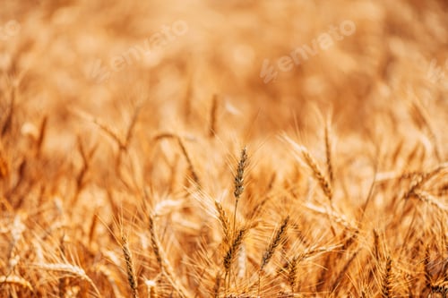 Preview: Ripe wheat crops in cultivated agricultural field