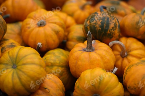 Preview: Pumpkins background.
