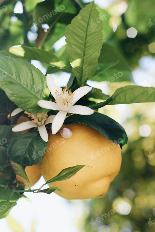 Preview: Lemon tree flowers