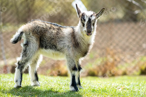 Preview: Young kid goat on farm yard in sunny summer day