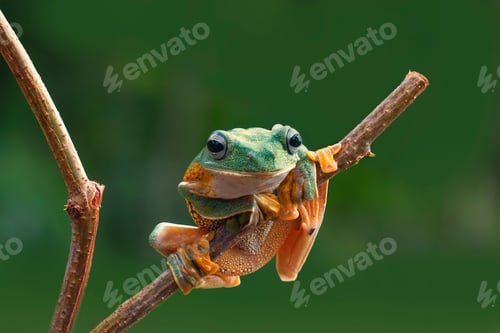 Preview: Tree Frogs Flying Frog Sitting on a Branch