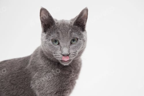 Preview: Studio portrait of alert Russian blue kitten licking its lips