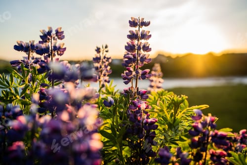 Preview: Purple Alaskan Lupine flowers all over Iceland; along the highway and in big fields.
