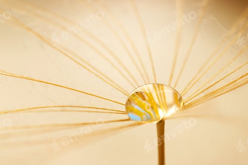 Preview: Water drops on a parachutes dandelion. Soft dreamy tender artistic image.