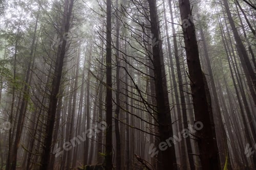 Preview: Juan de Fuca Trail in the woods during a misty and rainy summer day