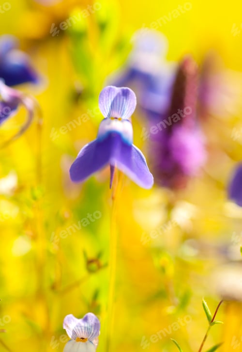 Preview: Beautiful wild flowers in a meadow, Flower background.