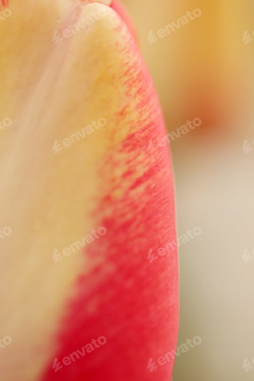 Preview: Tulip