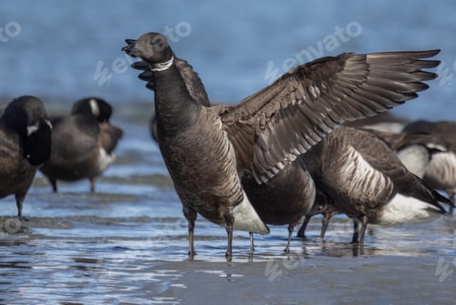 Preview: Brant geese
