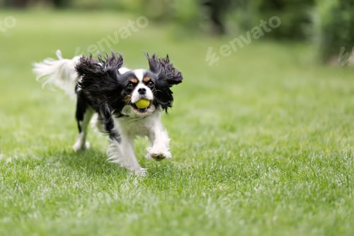 Preview: Dog running