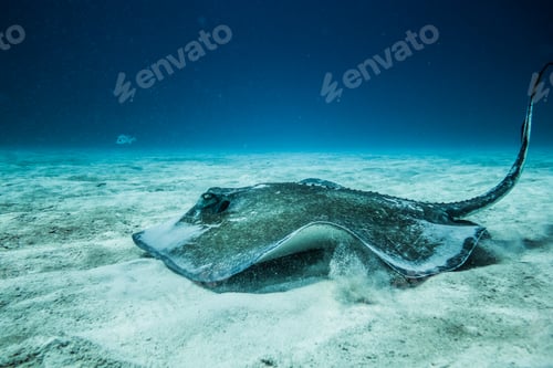 Preview: Common Stingray on the ground of the ocean.