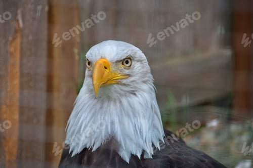 Preview: Bald eagle in animal sanctuary
