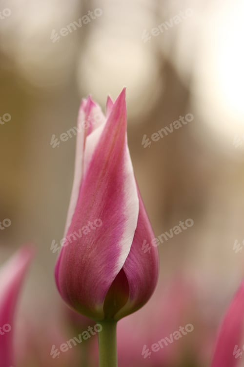 Striking Pink Tulip Bud Close Up