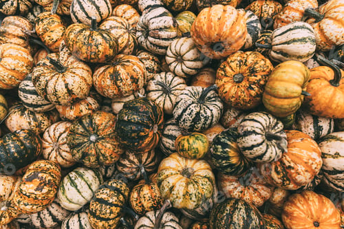 Preview: Mountains of pumpkins at an autumn farmer's market