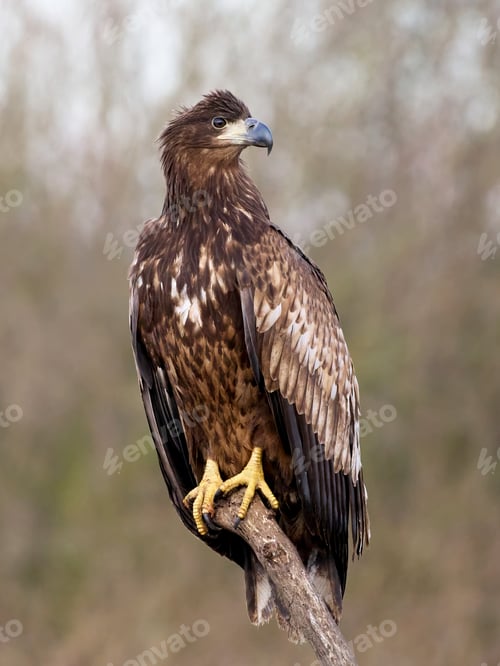 Preview: White-tailed eagle (haliaeetus albicilla)