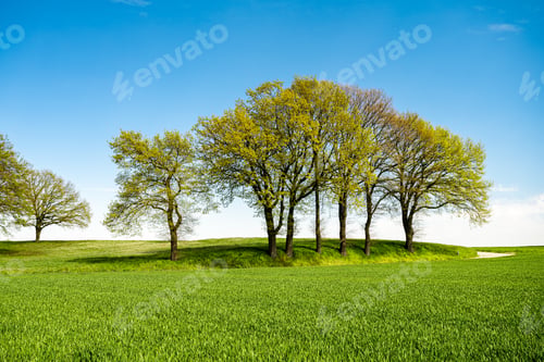 Preview: Green tree and green grass on slope with white clouds and blue sky.
