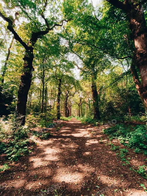 Preview: Vertical shot of a path in a sunny forest