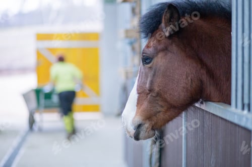 Preview: Horses paddock cleaning hygiene, excrement for eco-friendly fertilizer. Middle-aged Hispanic woman