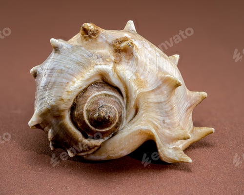Preview: Spiny Melongena Sea Shell Close-Up on brown