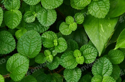 Vista previa: Background of the green leaves