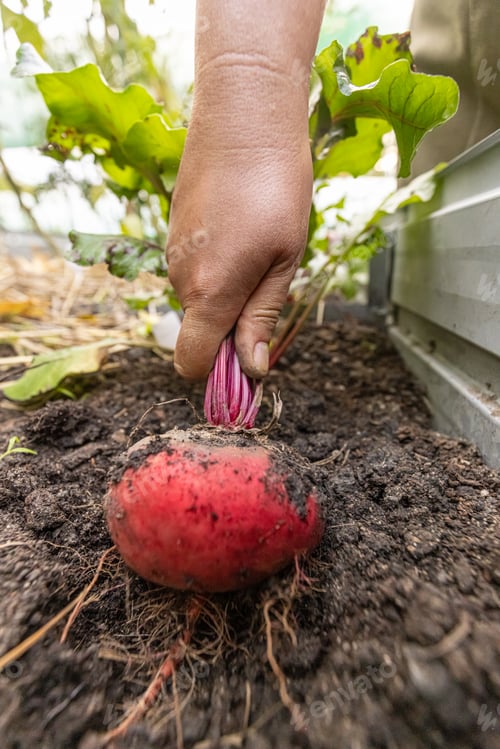 Preview: Farmer is pulling a fresh red beetroot