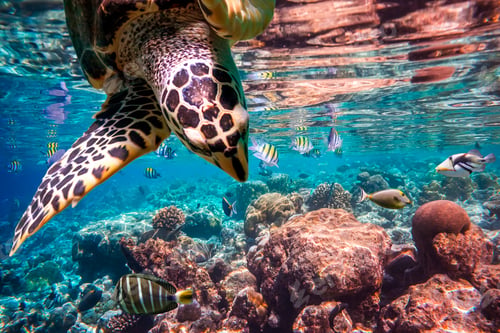 Preview: Hawksbill Turtle - Eretmochelys imbricata