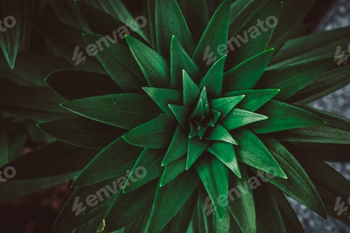 Preview: Copy space green leaf tree with abstract texture background.