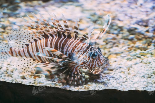 Preview: Red Lionfish Pterois Volitans Is Venomous Coral Reef Fish Swimmi