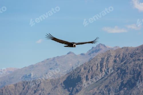 Majestic Andean Condor Soaring Over Rugged Mountain Peaks