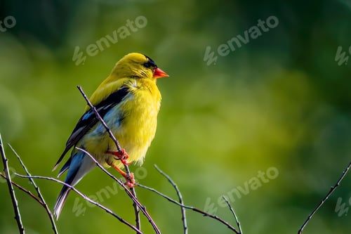Preview: Goldfinch perching on tree branch