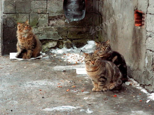 Preview: Three identical cats sit on the frozen asphalt at old house. One cat is sitting on a piece of paper