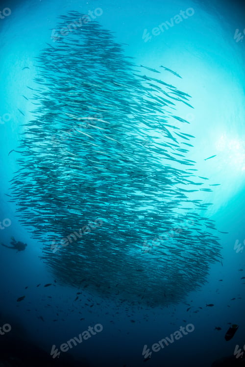 Preview: School of barracuda fish, Seymour, Galapagos, Ecuador, South America