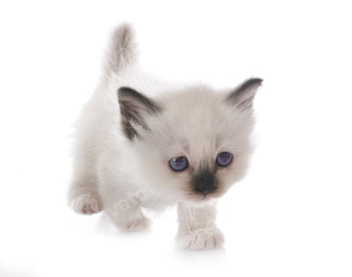Preview: birman kitten in studio