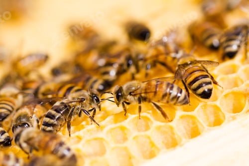 Preview: Beekeeping