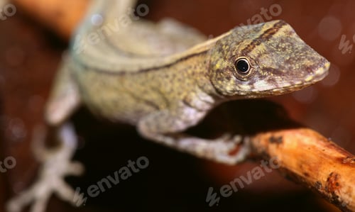 Preview: Anolis, Anole Lizard, Amazonia, Ecuador