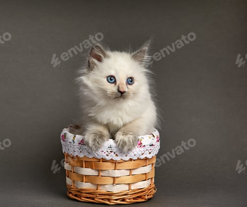 Preview: cute white kitten in a basket on a gray background copyspace