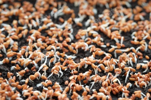 Preview: Close-up of watercress sprouts. Growing microgreens at home. Selective focus.
