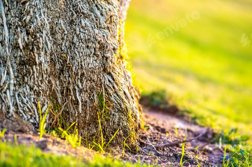 Preview: Close up of a big trunk of old palm tree growing on green grass lawn.