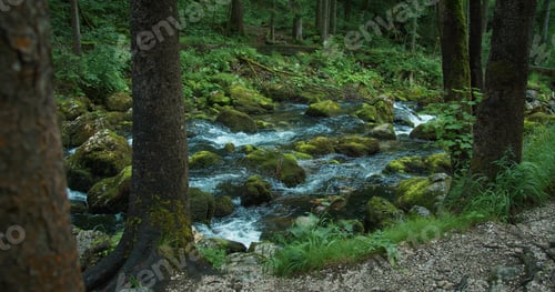 Preview: Fast flowing mountain stream in pine tree forest. Picturesque landscape. pleasant walk in woodland.